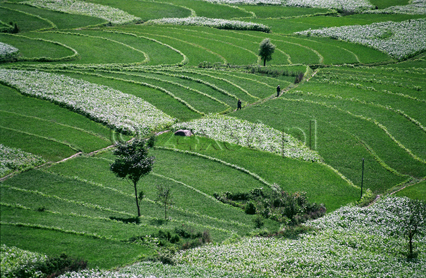 Hindukush's Rice Fields